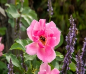 2020 09 01 LyndaleParkRoseGarden 040